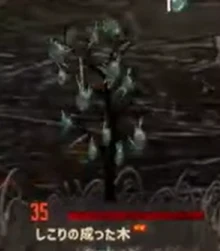 しこりの成った木の外見